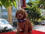Red Light Toy Poodle Mini Boy Yavrular