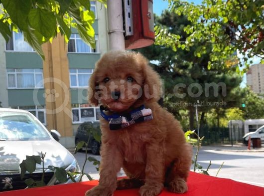 Red Light Toy Poodle Mini Boy Yavrular
