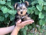 Yorkshire Terrier Bebekler