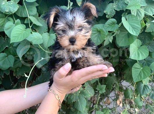 Yorkshire Terrier Bebekler görsel