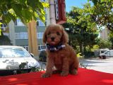 Red Light Toy Poodle Mini Boy Yavrular