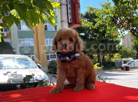 Red Light Toy Poodle Mini Boy Yavrular görsel