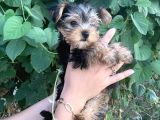 Yorkshire Terrier Bebekler
