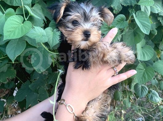 Yorkshire Terrier Bebekler görsel