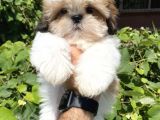 Xxs En İyi Kalite Shihtzu Yavrular
