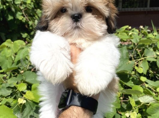 Xxs En İyi Kalite Shihtzu Yavrular görsel