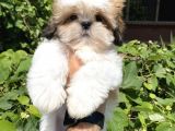 XXS En İyi Kalite Shihtzu Yavrular