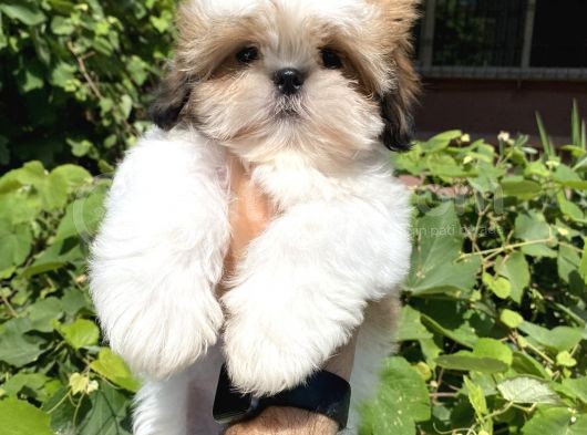 Xxs En İyi Kalite Shihtzu Yavrular