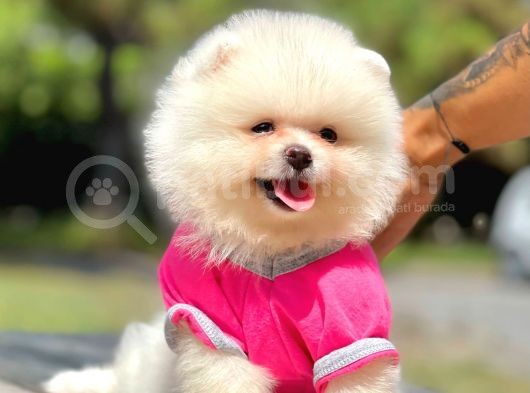 Wc Eğitimli Mikrocipli Pomeranian Boo
