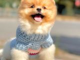 Wc Eğitimli Mikrocipli Pomeranian Boo