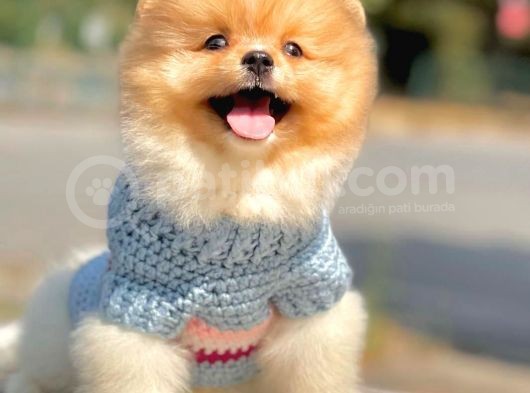 Wc Eğitimli Mikrocipli Pomeranian Boo görsel