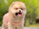 Wc Eğitimli Mikrocipli Pomeranian Boo