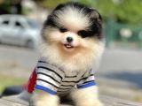 Wc Eğitimli Mikrocipli Pomeranian Boo