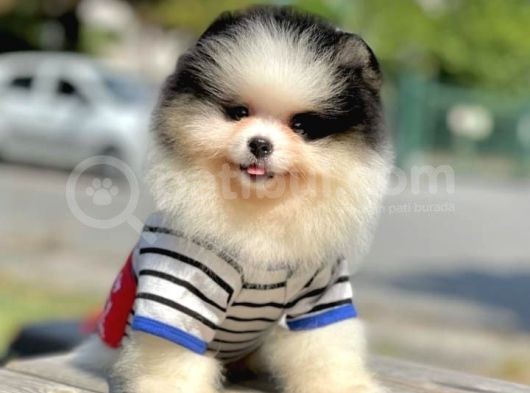 Wc Eğitimli Mikrocipli Pomeranian Boo görsel