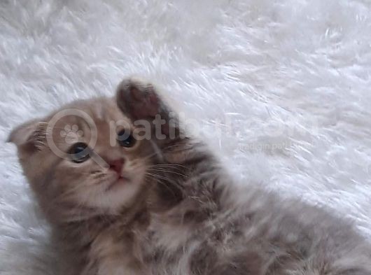 Safkan 2 Aylık Scotish Fold Eşsiz Renk görsel