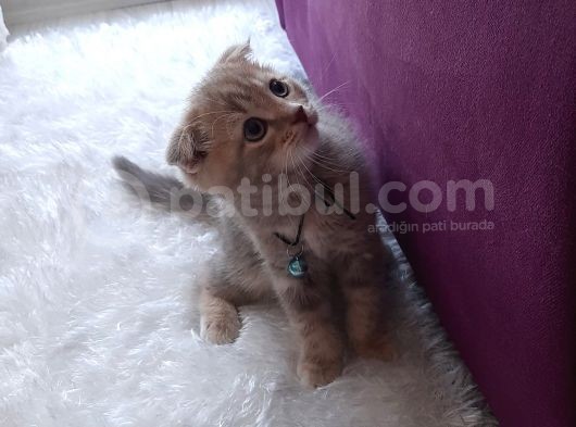 Safkan 2 Aylık Scotish Fold Eşsiz Renk görsel