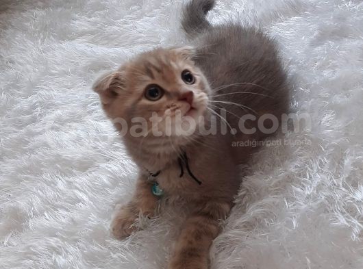 Safkan 2 Aylık Scotish Fold Eşsiz Renk görsel
