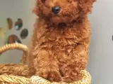 Orjinal Redbrown Toy Poodle Erkek Yavrularımız