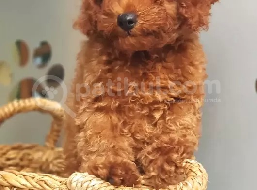 Orjinal Redbrown Toy Poodle Erkek Yavrularımız görsel