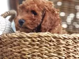 Orjinal Redbrown Toy Poodle Erkek Yavrularımız