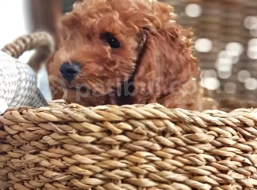 Orjinal Redbrown Toy Poodle Erkek Yavrularımız görsel