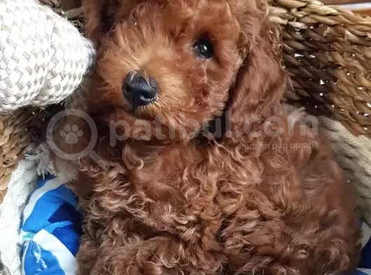 Orjinal Redbrown Toy Poodle Erkek Yavrularımız görsel