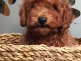 Orjinal Redbrown Toy Poodle Erkek Yavrularımız