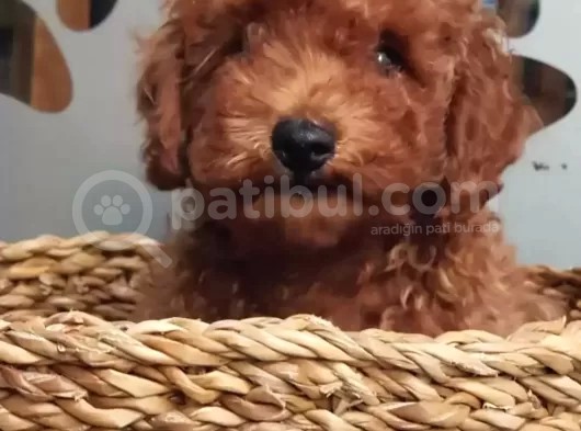 Orjinal Redbrown Toy Poodle Erkek Yavrularımız görsel