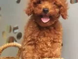 Orjinal Redbrown Toy Poodle Erkek Yavrularımız