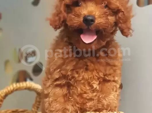 Orjinal Redbrown Toy Poodle Erkek Yavrularımız