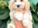 Irk Ve Sağlık Garantili Erkek Dişi Maltipoo Yavrularımız