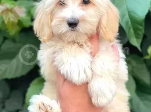 Irk Ve Sağlık Garantili Erkek Dişi Maltipoo Yavrularımız görsel