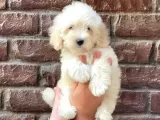 Irk Ve Sağlık Garantili Erkek Dişi Maltipoo Yavrularımız