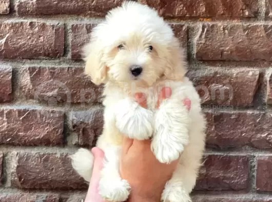 Irk Ve Sağlık Garantili Erkek Dişi Maltipoo Yavrularımız görsel