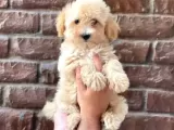 Irk Ve Sağlık Garantili Erkek Dişi Maltipoo Yavrularımız