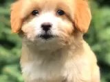 Irk Ve Sağlık Garantili Maltipoo Yavrularımız