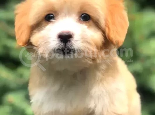 Irk Ve Sağlık Garantili Maltipoo Yavrularımız