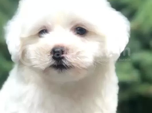 Irk Ve Sağlık Garantili Maltipoo Yavrularımız görsel