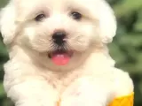 Irk Ve Sağlık Garantili Maltipoo Yavrularımız