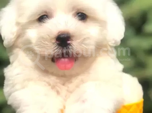 Irk Ve Sağlık Garantili Maltipoo Yavrularımız görsel
