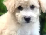 Irk Ve Sağlık Garantili Maltipoo Yavrularımız