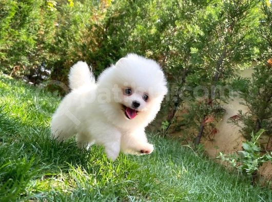 3 Aylık Kar Beyazı Pomeranianboo Oğlumuz