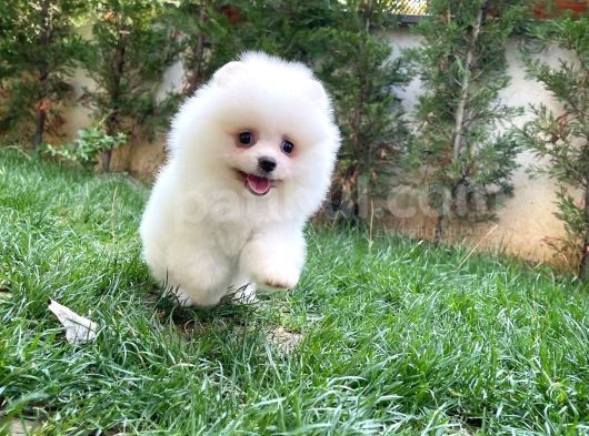 3 Aylık Kar Beyazı Pomeranianboo Oğlumuz görsel