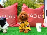 Irk ve Sağlık Garantili Safkan Poodle Yavrularımızdan