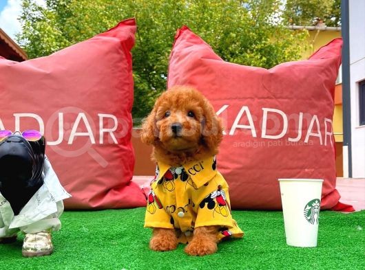 Irk Ve Sağlık Garantili Safkan Poodle Yavrularımızdan