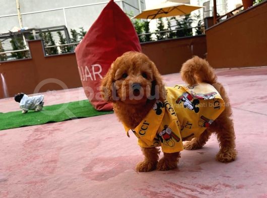 Irk Ve Sağlık Garantili Safkan Poodle Yavrularımızdan görsel