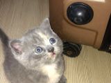 Dişi British Shorthair Yavrumuz Yeni Yuvasını Arıyor