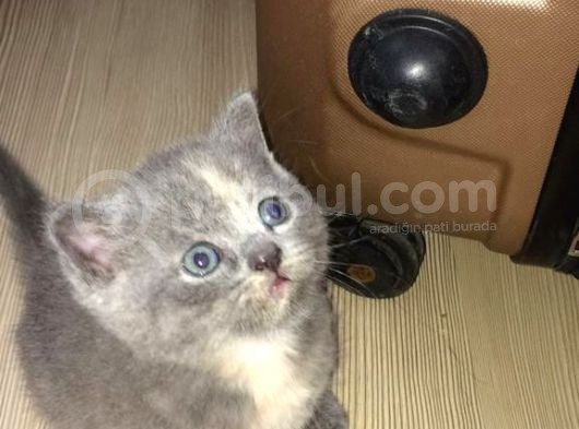 Dişi British Shorthair Yavrumuz Yeni Yuvasını Arıyor