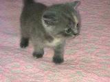 Dişi British Shorthair Yavrumuz Yeni Yuvasını Arıyor