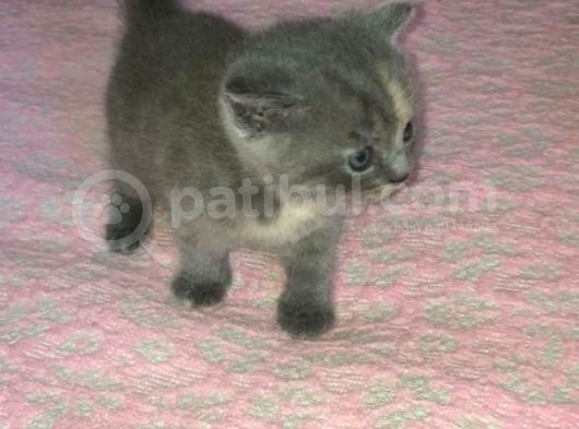 Dişi British Shorthair Yavrumuz Yeni Yuvasını Arıyor görsel
